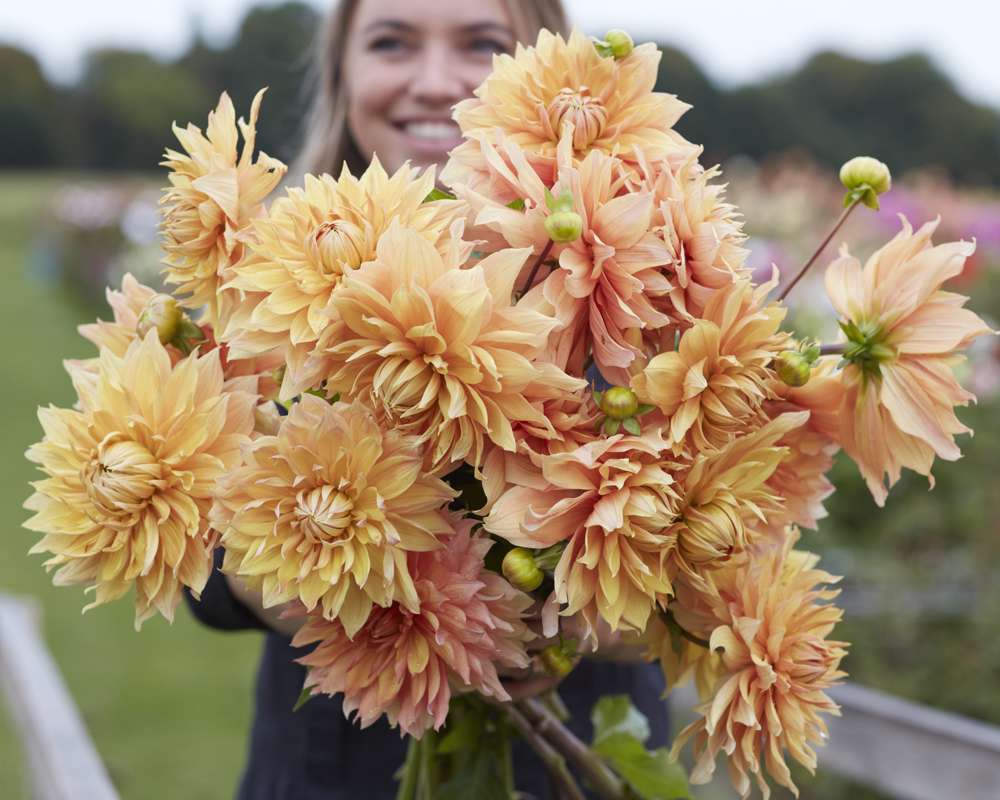 Dahlia 'Hamari Gold'